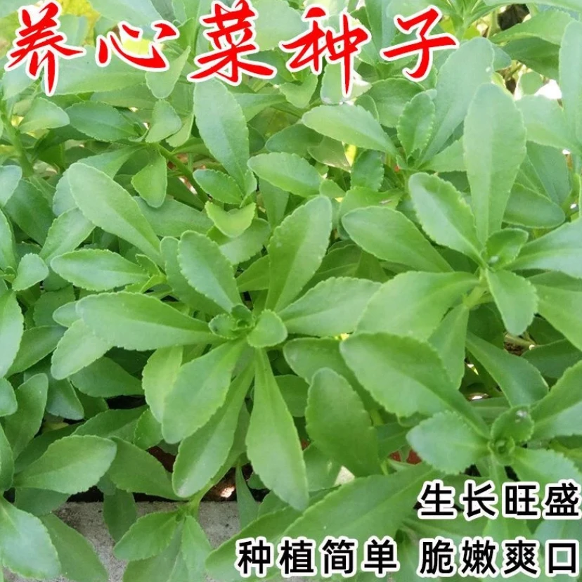 养心菜种子高钙菜心菜养心菜苗菜种子费菜种苗四季种植蔬菜种籽