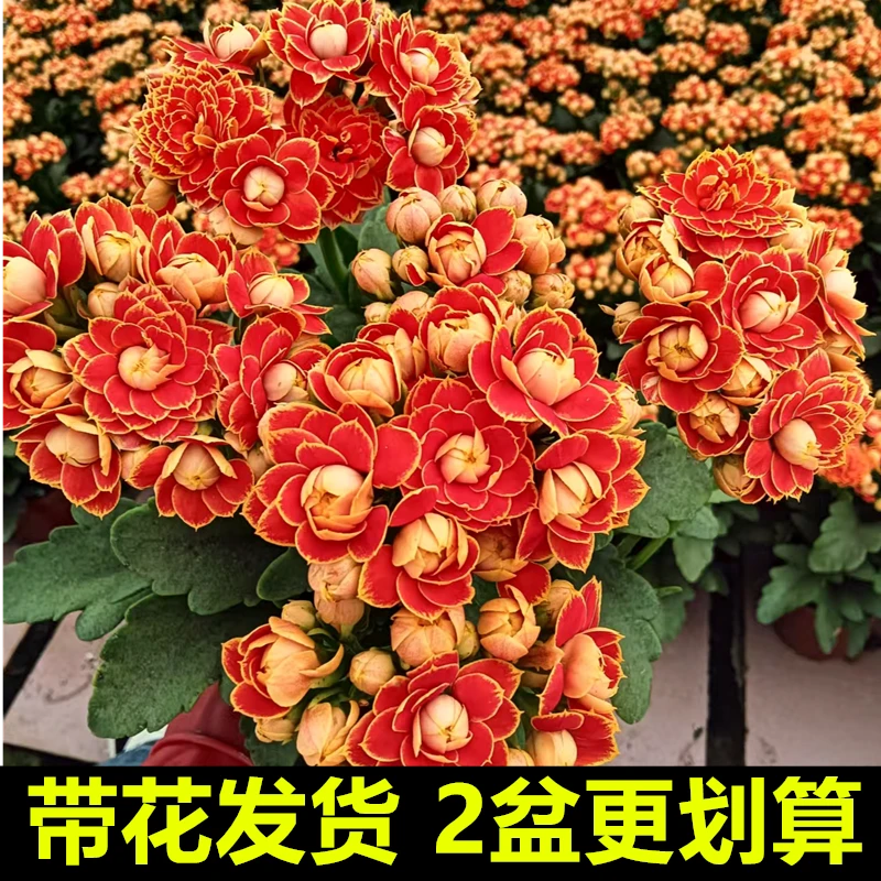 长寿花盆栽重瓣金狐狸大花带花苞花苗四季室内开花好养的花卉植物