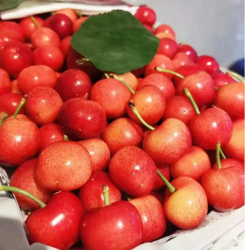 （同城配送）美早大樱桃500克J到2J布鲁克斯辽宁省
