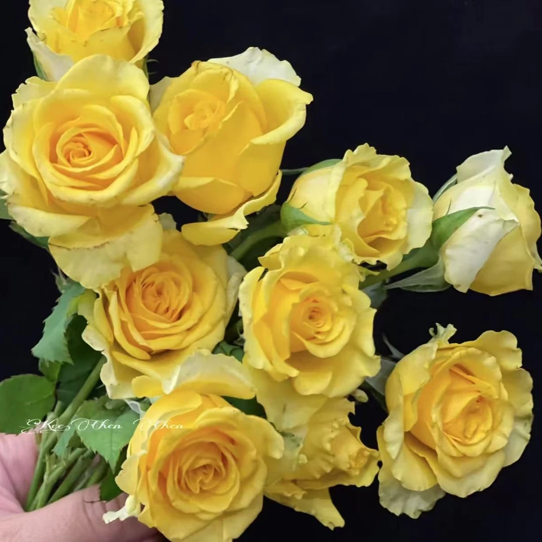 花妖【贝壳中苗】大花浓香四季