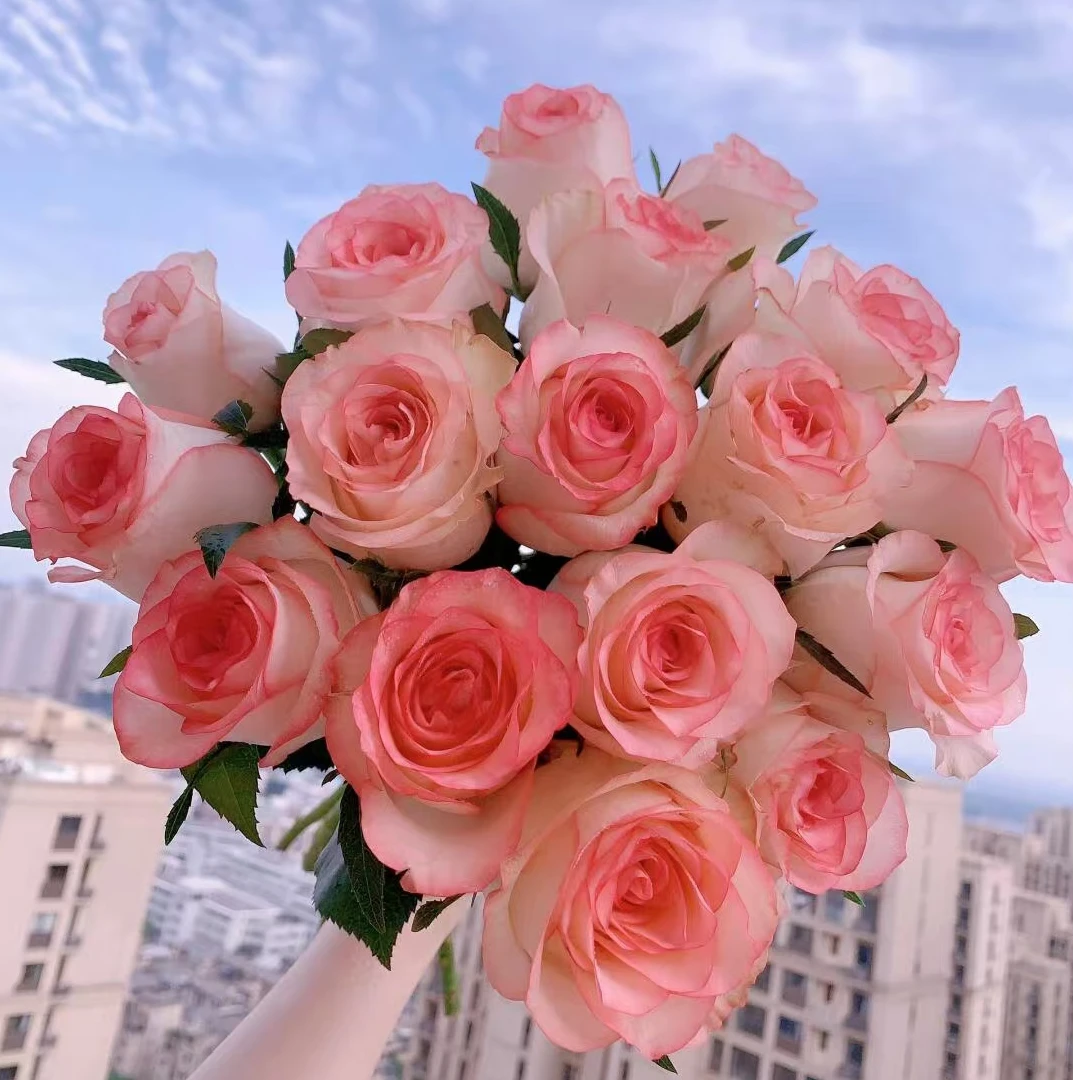 特价（次日达.艾莎玫瑰）艾莎玫瑰10支今天买明天到