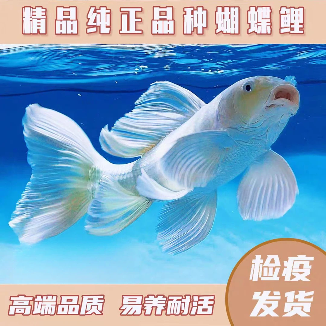 8-12蝴蝶鲤观赏鱼赛级贵妃白红普身冷水好养耐活群养赛级渔场直发