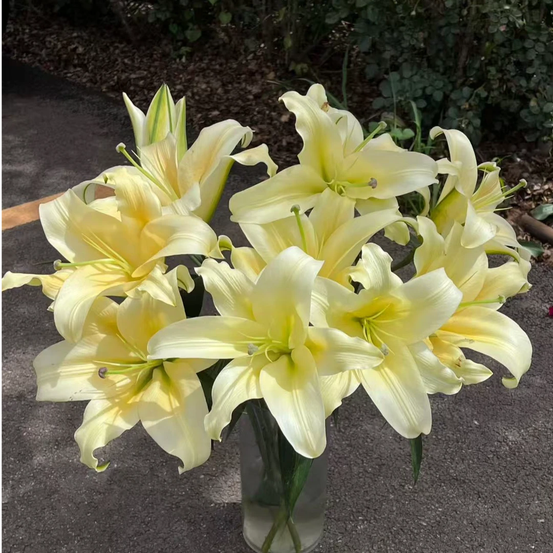 【次日达·黄天霸香水百合】家居生活鲜花·全场任意两单顺丰送货上门·今天拍明天到·基地直发现采现发售后无忧