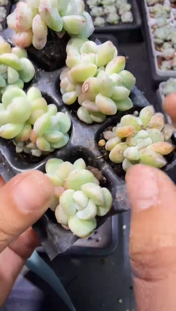 146号江北多肉-到手1筐