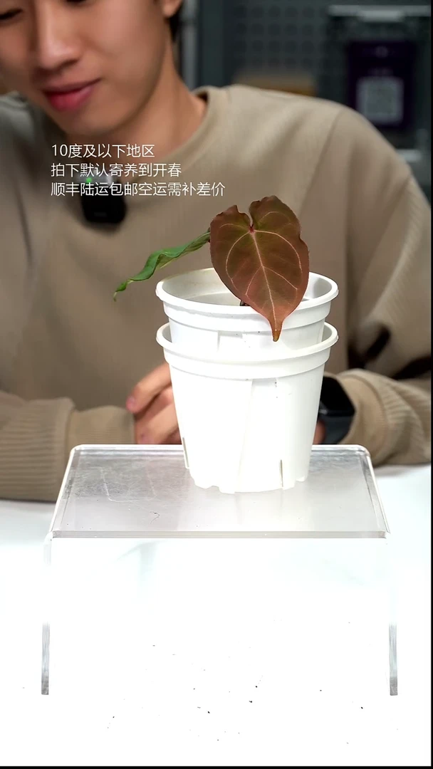 完全开放041-绯月