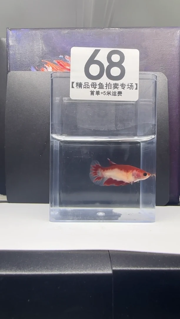 斗鱼母鱼编号：68