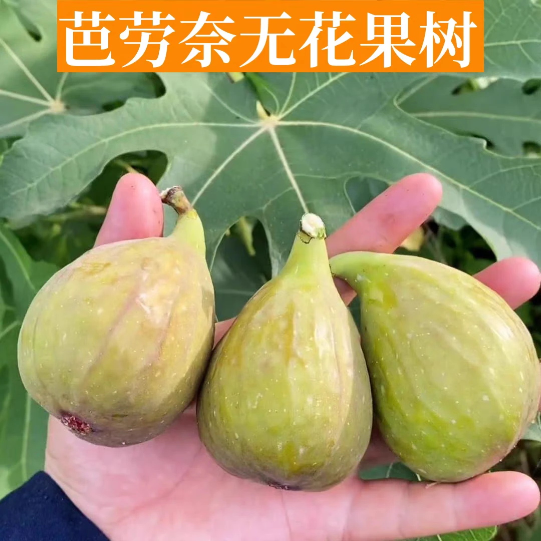 芭劳奈无花果树果苗特大抗寒大芭无花果苗盆栽地栽当年结果