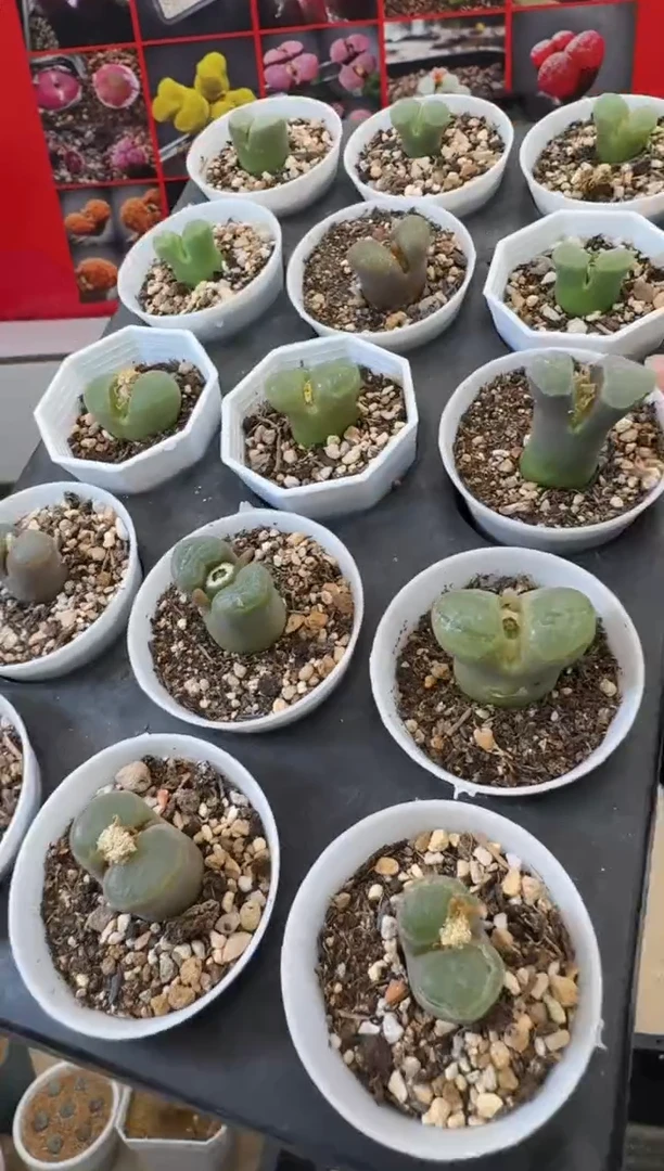 【闪购商品】29-1一颗