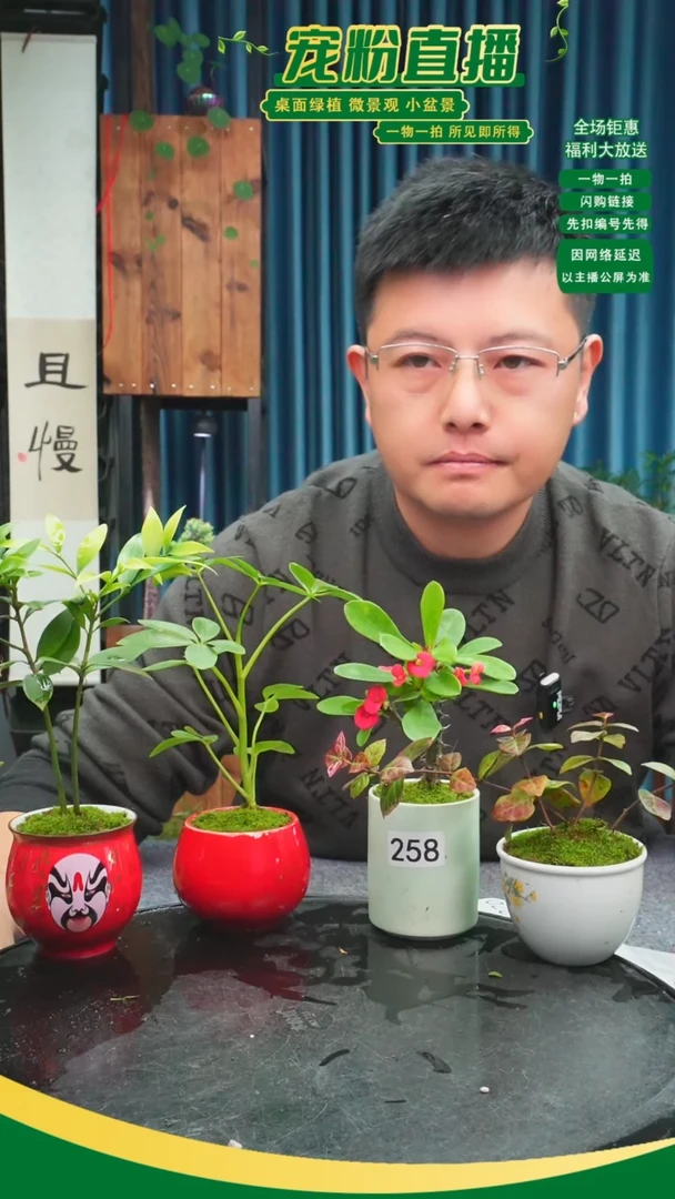 无花朵清*苔藓微景观258号