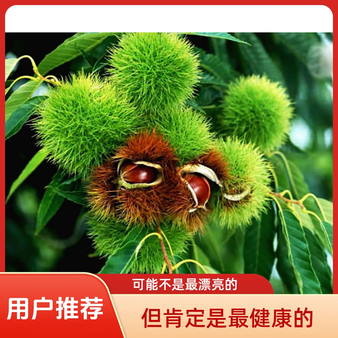 广西十万大山高山天然野树100%无农药纯天然产地嫩板栗新鲜板栗