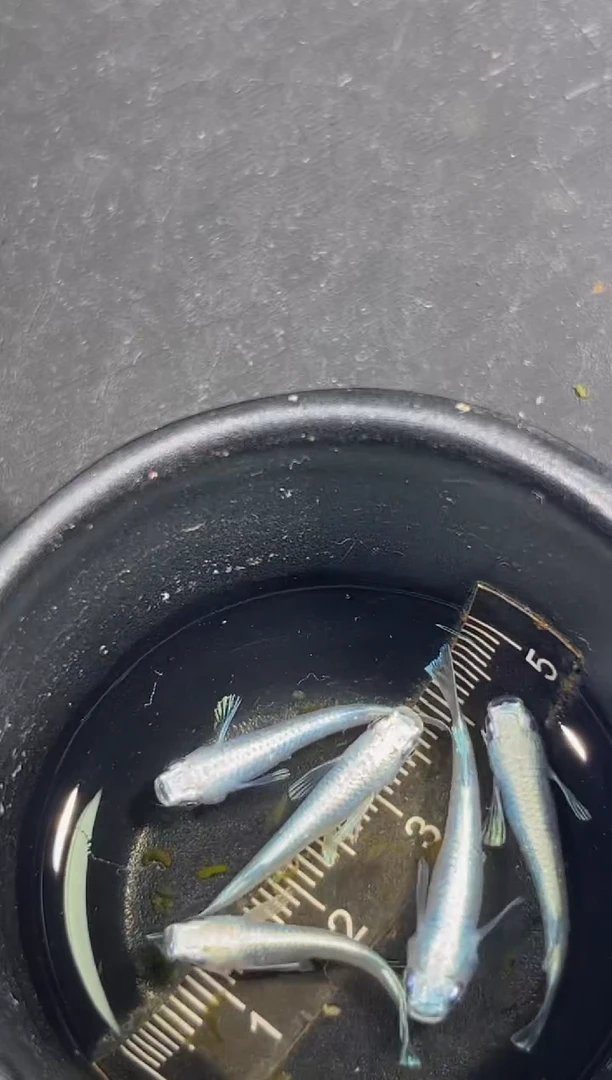 青鳉鱼观背青鳉一物一拍20