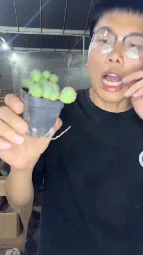 布纹球  【实生根】