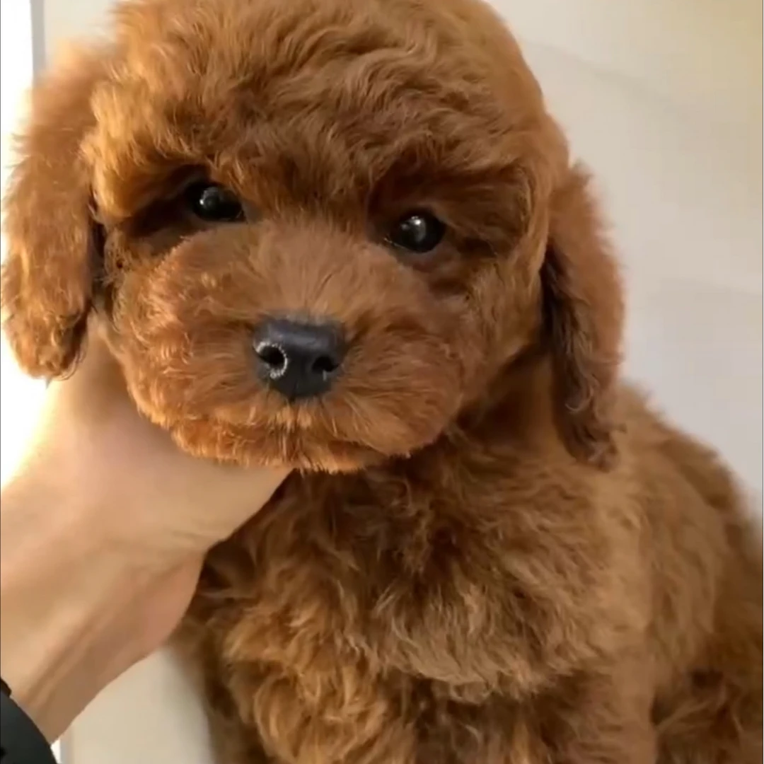 宠物级泰迪幼犬（活体不包邮)