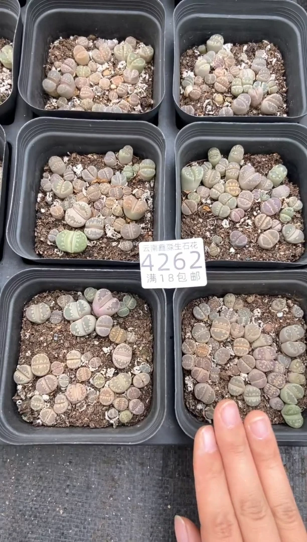 4262特价十方大津绘有疤瑕疵发货1盒量拍
