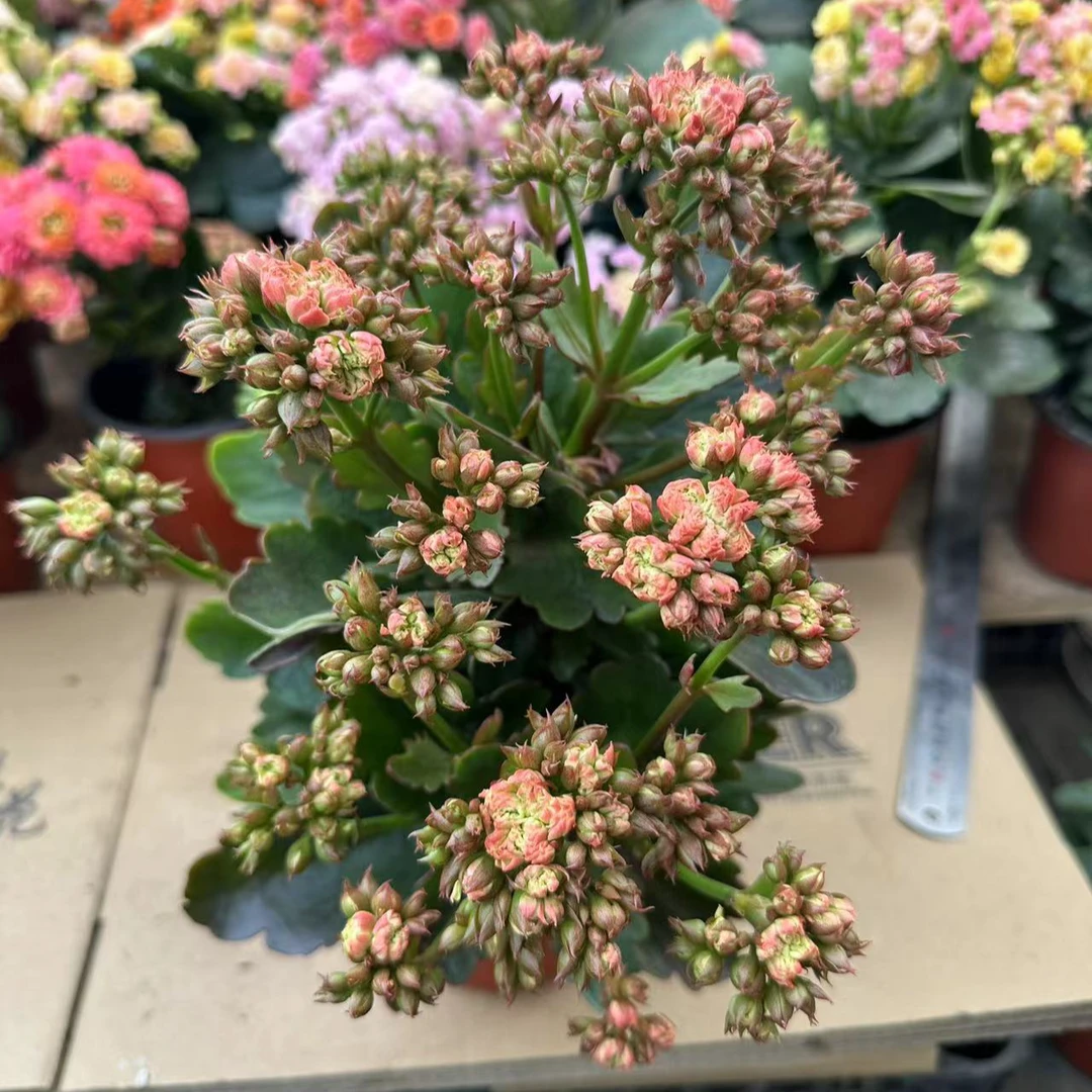 霓裳羽衣【140盆】重瓣长寿花带花苞美观鲜花盆栽室内阳台好养懒人