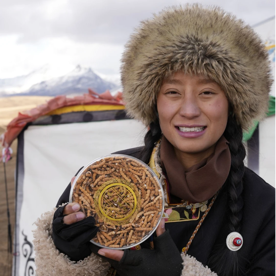 【拉姆精选】50克一级带草头断草 当季头茬  正宗冬虫夏草 滋补自用