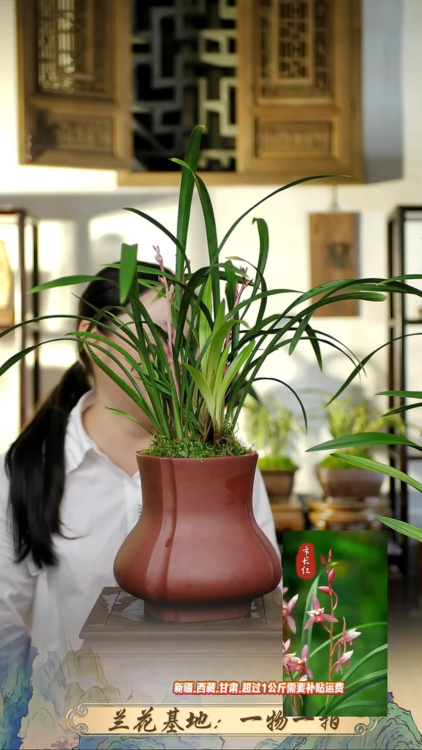 花仙子带紫砂盆111