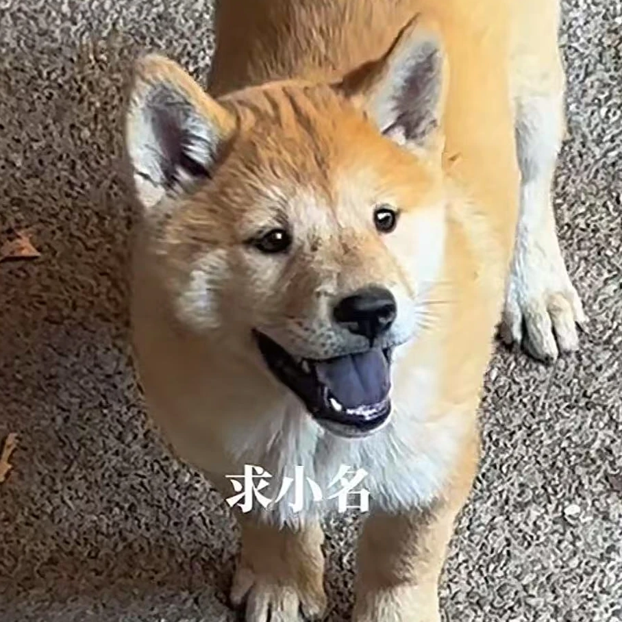 黄狗白面五黑犬虎斑犬中华田园犬