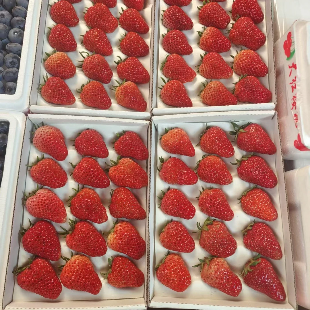 【新鲜巧克力牛奶草莓】鲜甜味美口齿留香当季新鲜水果两盒双流草莓