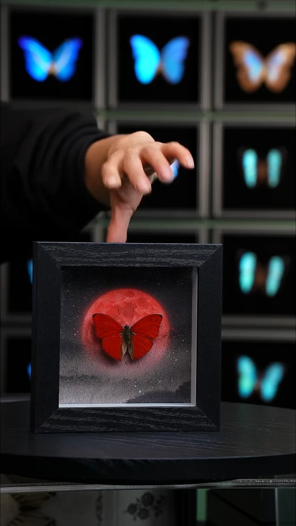 青***远微瑕蝴蝶标本摆件一口价H894