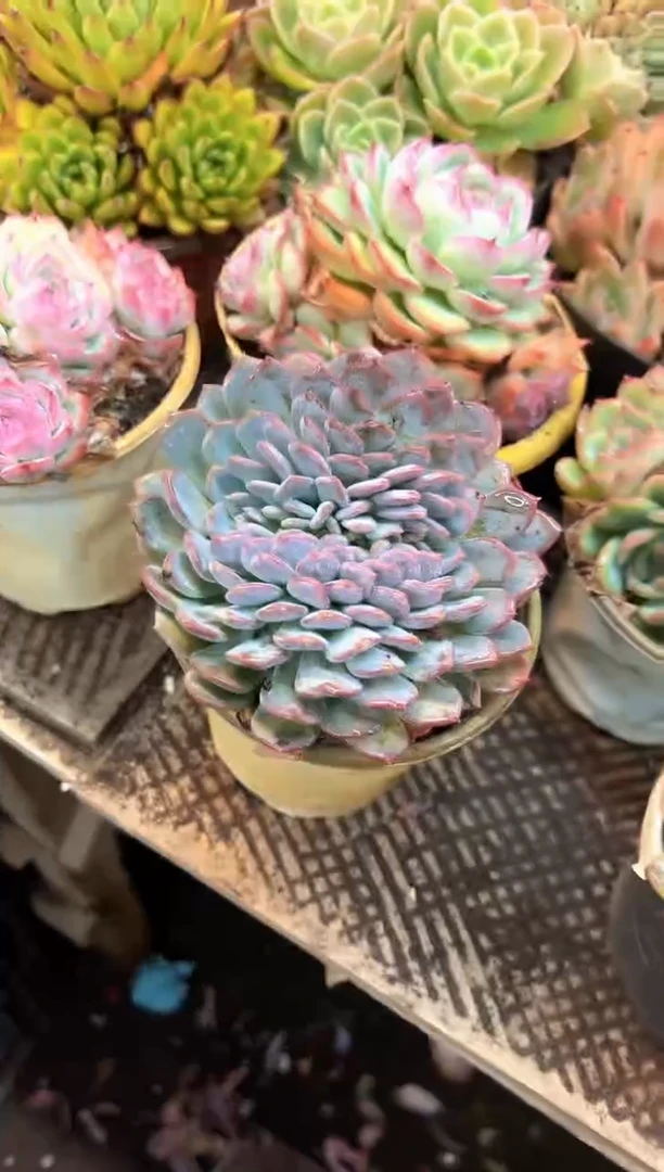 J***i多肉植物一物一拍21420