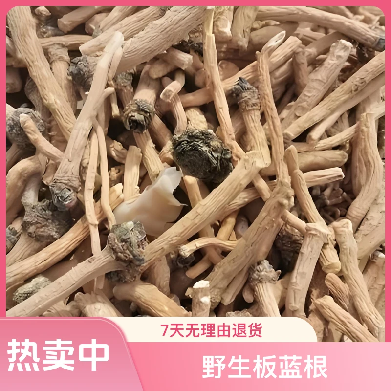 野生板蓝根食用 500 克包邮