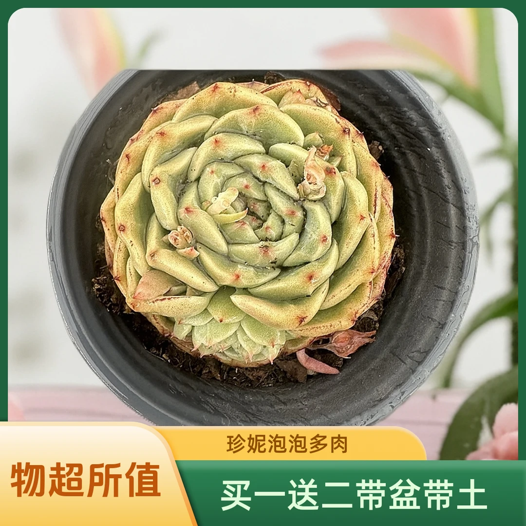 泡泡奶绿 珍妮系多肉买一送二带盆（任意两单包邮以直播实物为准）