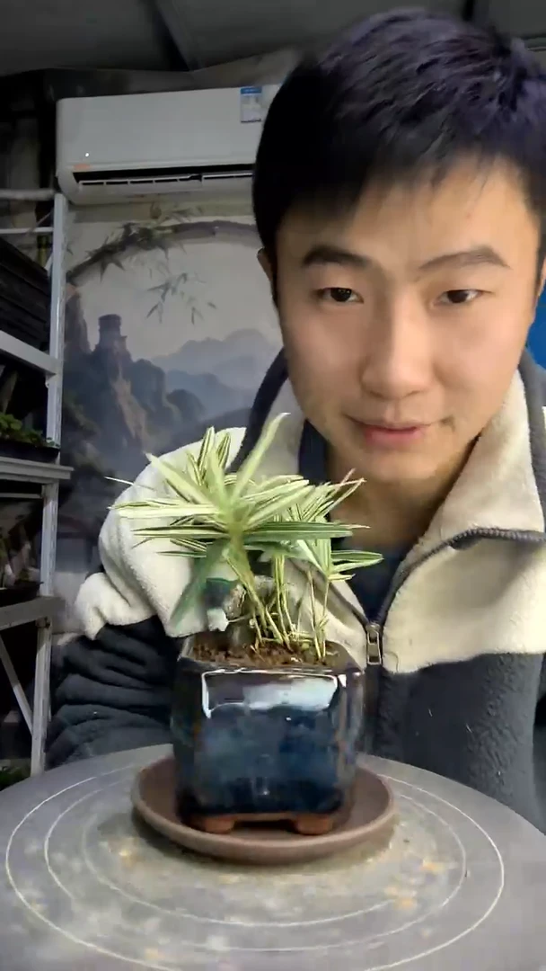 没*了中青园艺一物一拍220