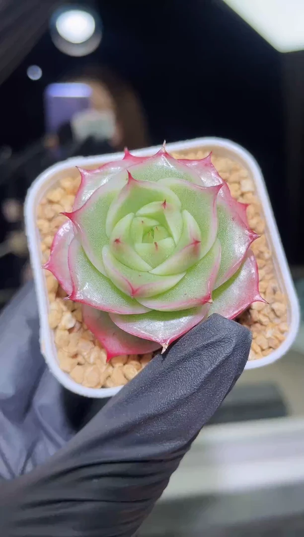 闪购1829  月光蔷薇多肉一颗   4-4.5厘米