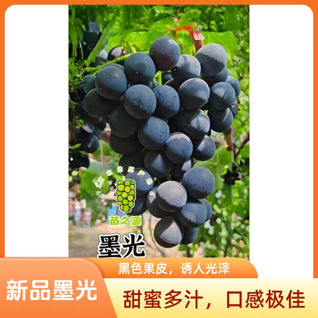 新品种葡萄苗 墨光葡萄苗 贝达砧木