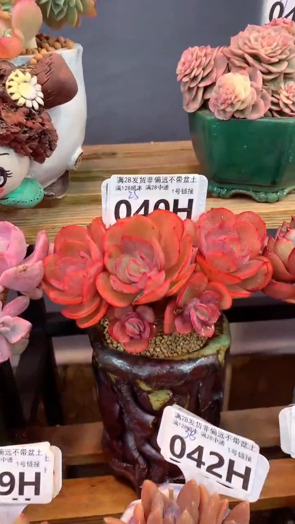 040H（一物一拍，精品多肉.二十八包邮非偏远）