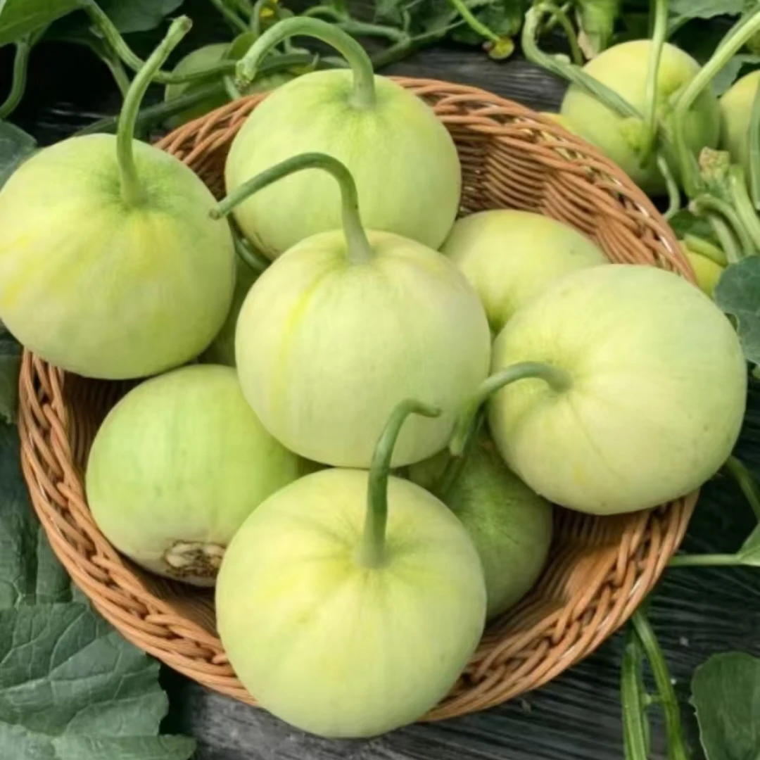 头茬湖南湘西麻阳白玉香瓜脆甜爽口