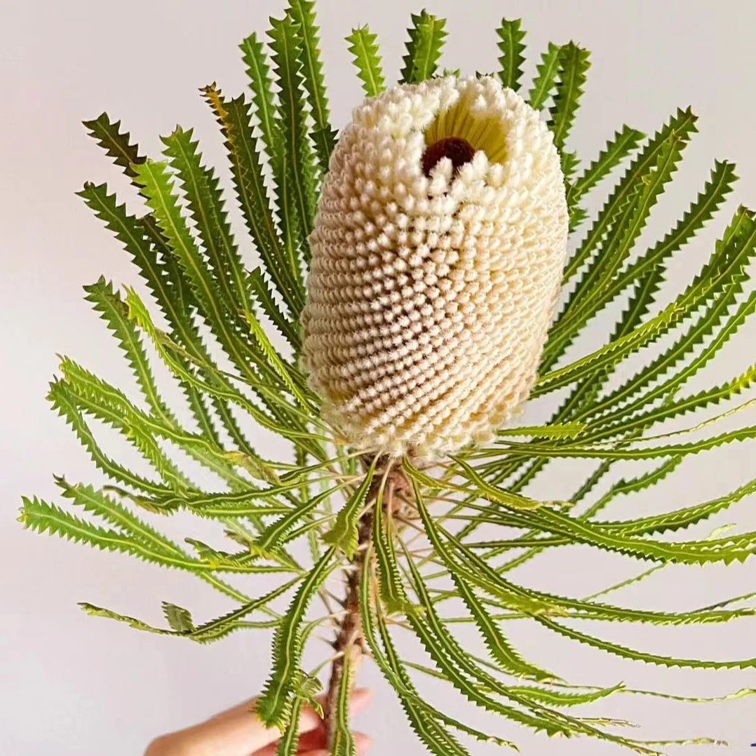 一花一木【细叶毛绒】 可做干花 昆明基地直发 顺丰包邮