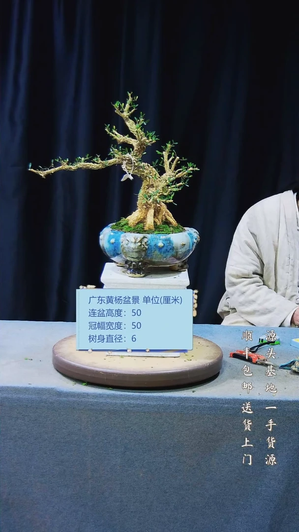 【闪购商品】黄杨盆景黄杨盆景