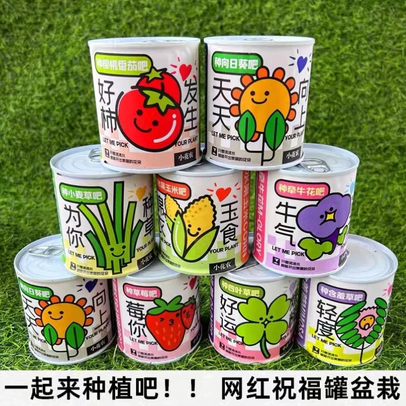 室内办公室桌面创意迷你绿植盆栽含羞草太阳花
