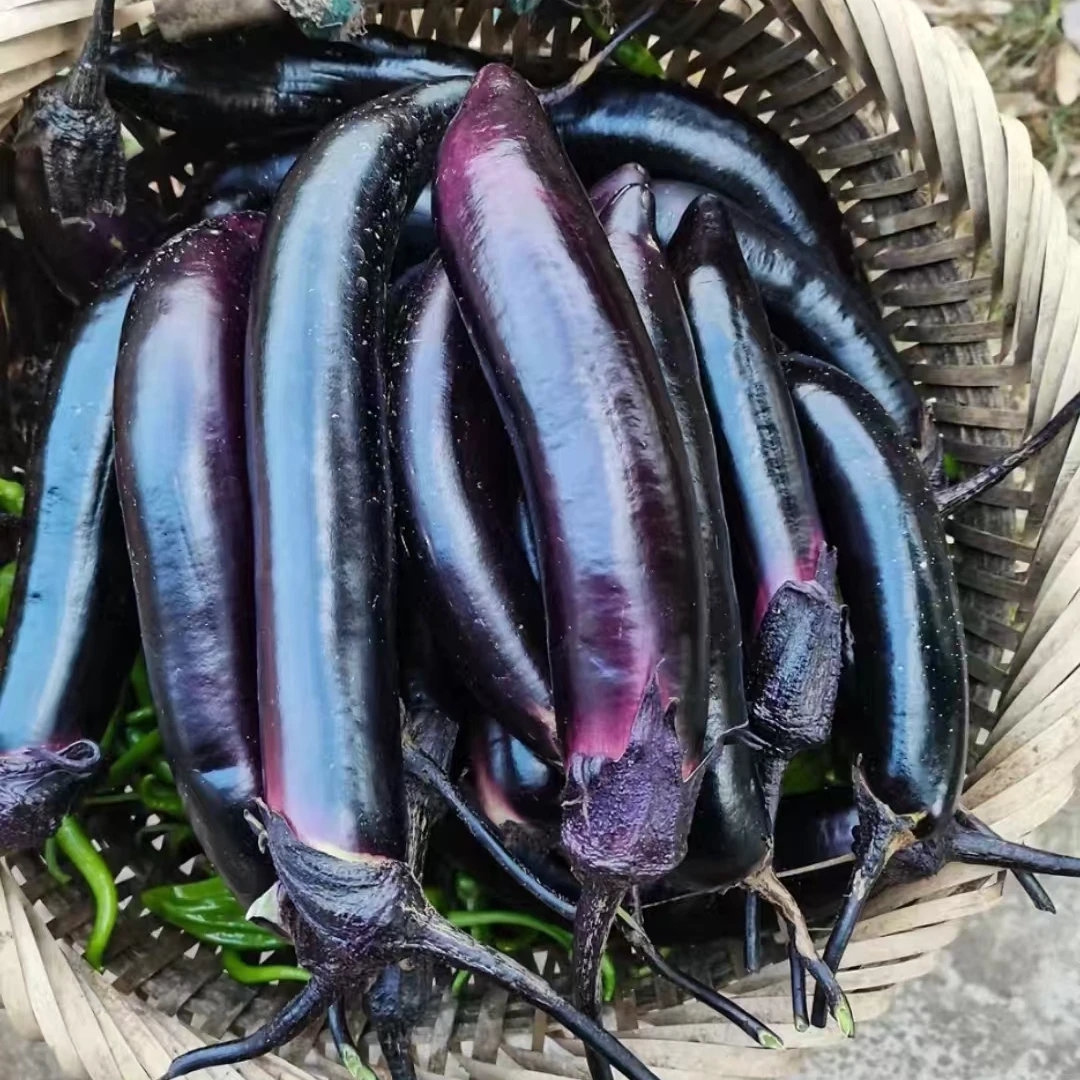【包书记助农】农家新鲜紫皮长茄子