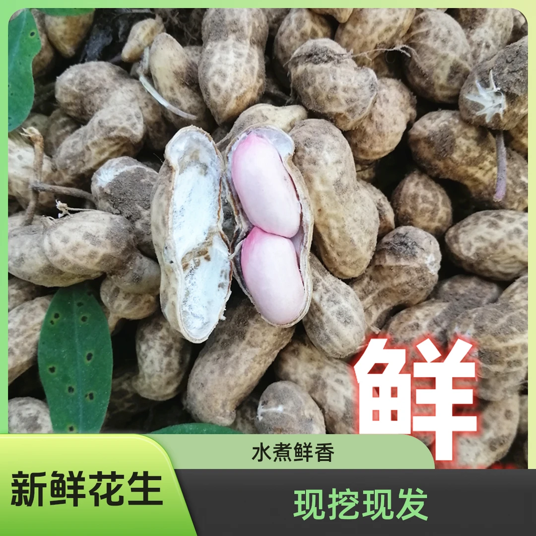 新鲜湿花生现挖湿花生粉皮带泥带壳花生水煮鲜花生农家自种3斤5斤