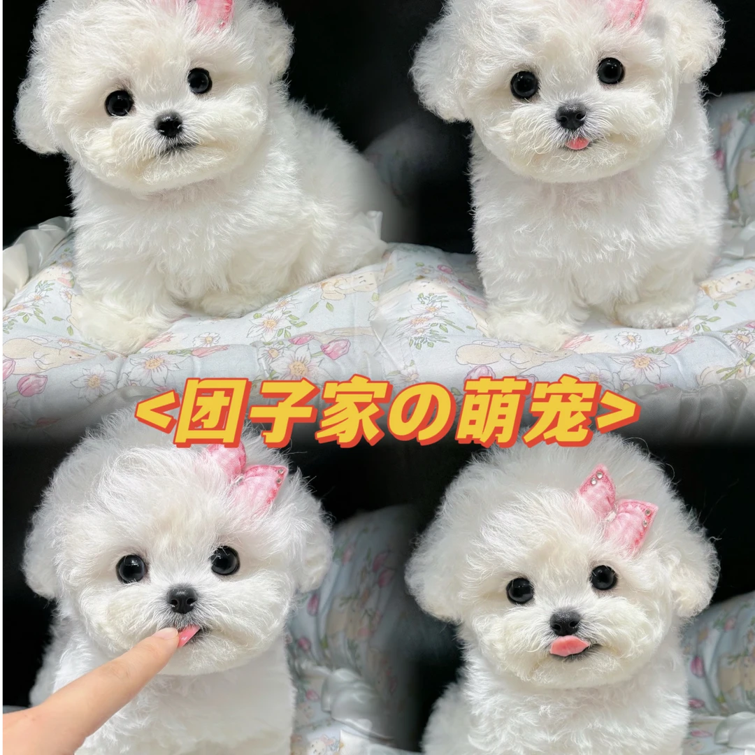 【团子家】宠物活体链接一宠一拍