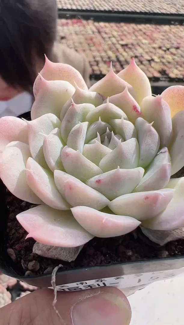 【闪购商品】福利款多肉153