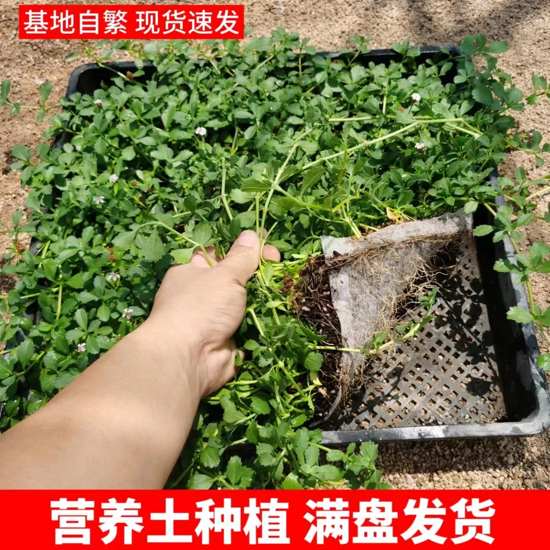 40×40cm多年生宿根姬岩垂草方盘四季常青蔓延分生爬藤草坪
