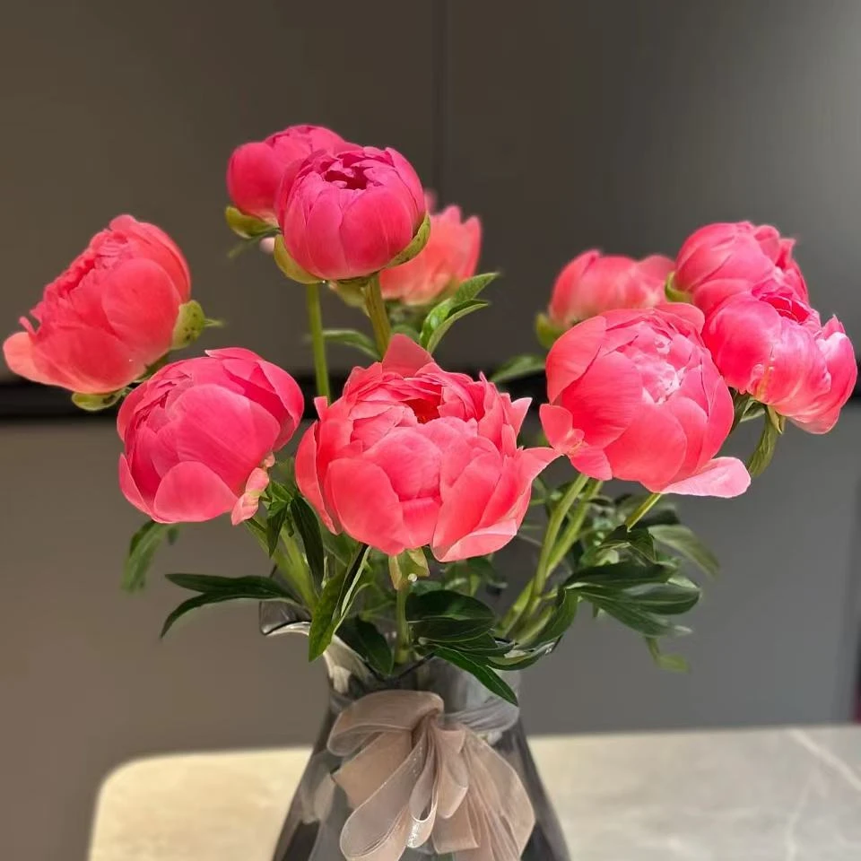 【落日珊瑚】进口芍药鲜切花A级重瓣山东菏泽基地直发