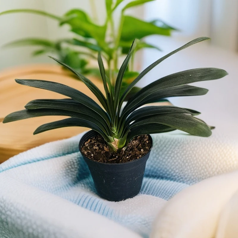 【新疆包邮】立版君子兰10片叶到12片不带花苞发货