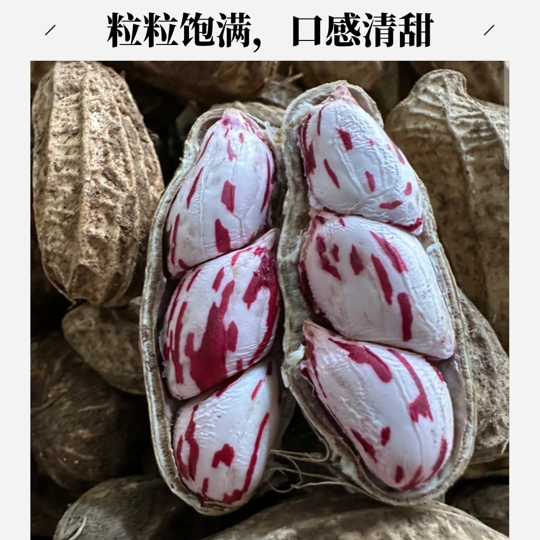 [新品]云南新鲜七彩水果花生,富含花青素 糖度高