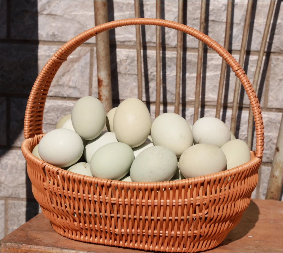 土鸡蛋白洋淀家养散养绿壳土鸡蛋