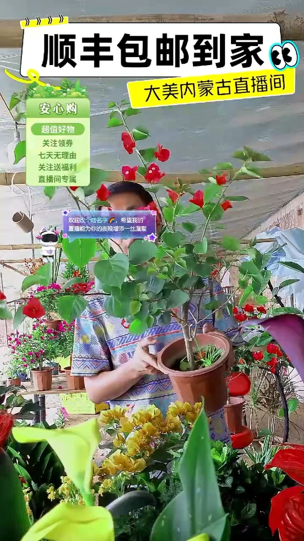 完全开放同安红三角梅