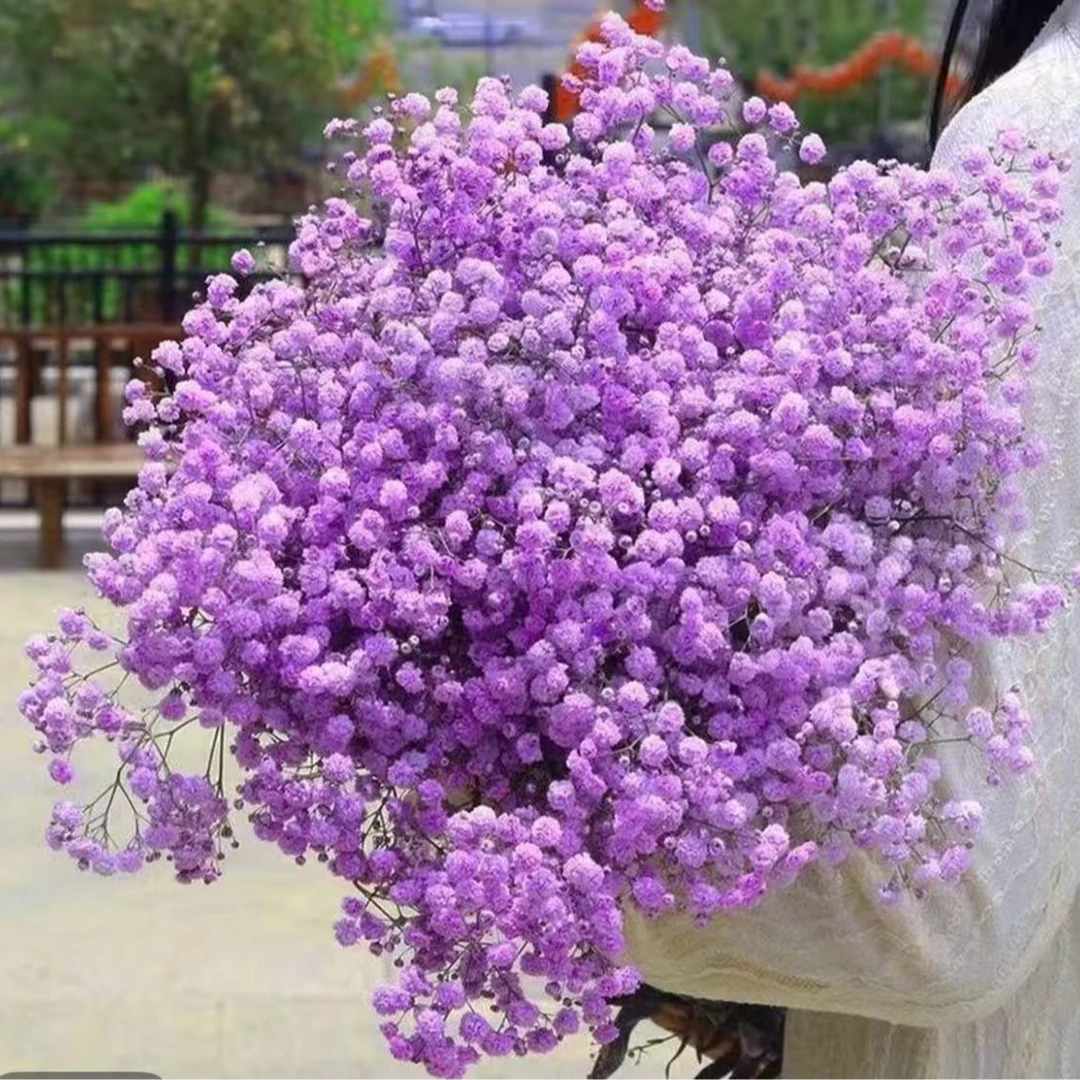 【薰衣草紫满天星】长花期氛围好养护干花满天星春夏花材永生花