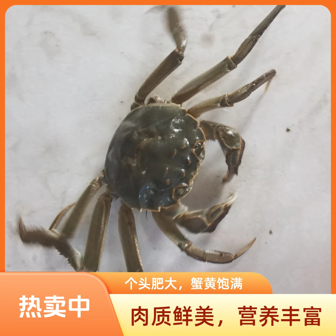 白洋淀稻田河蟹纯母3斤（约1.2两一只）