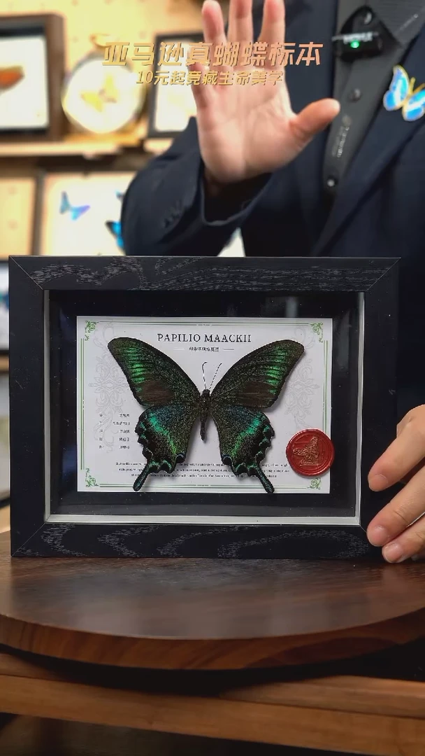 绿带翠凤蝶夏型8寸黑框国风版