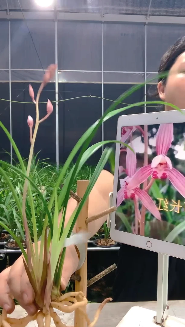 当前无花朵，栽培后可花朵柳*市长红