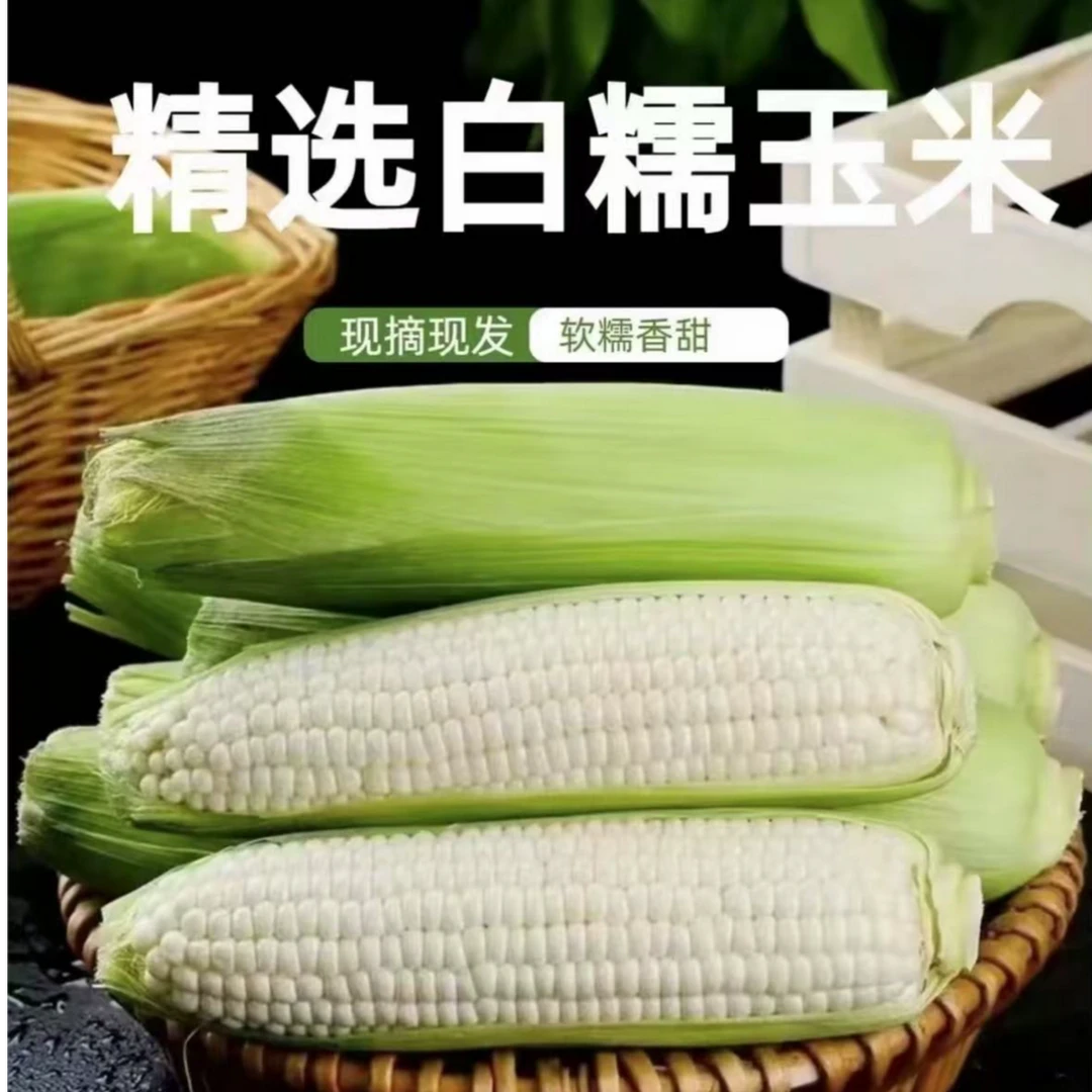 [9斤精选大果】新鲜东北白糯玉米现掰现发甜糯可口带皮棒子p2